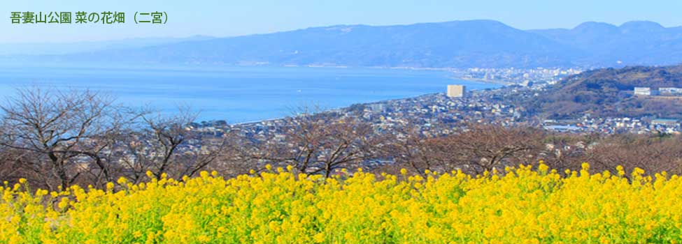 ��ȎR�����@�؂̉Ԕ��i��{�j